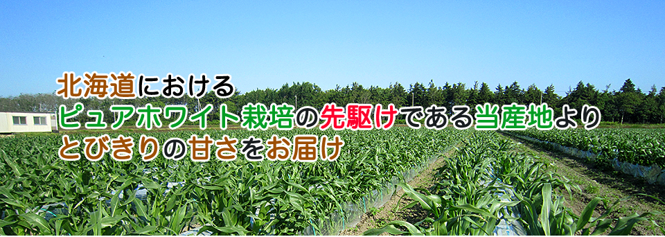 北海道におけるピュアホワイト栽培の先駆けである当産地よりとびきりの甘さをお届け